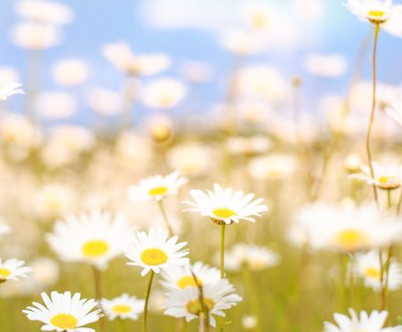 Conoce la belleza de la naturaleza a través de las matemáticas