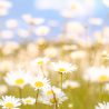 Conoce la belleza de la naturaleza a través de las matemáticas