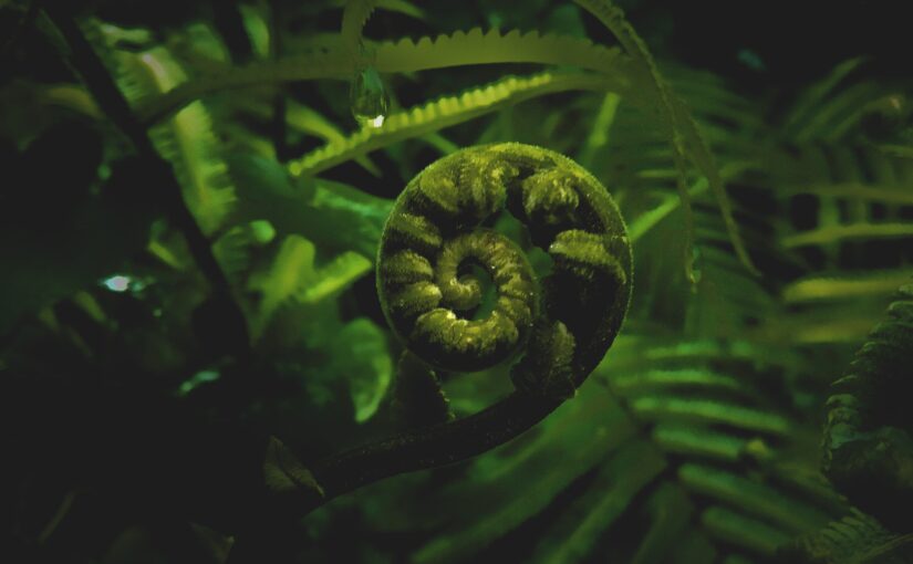 matemáticas en la naturaleza